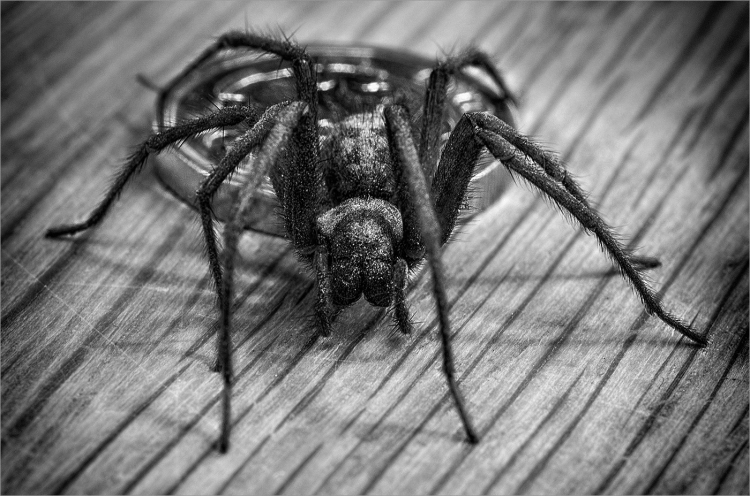 House Spider
Scored 16 (pdi), flora & fauna category.
Pentax K-5IIs. 50mm, f/14, 1/5sec, ISO 1600.
