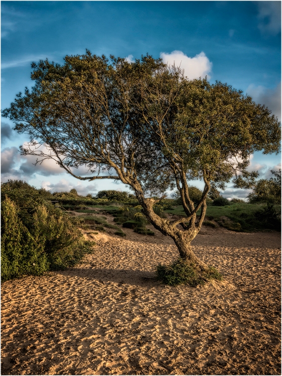 Kenfig Nature Reserve, August 2017.
Pentax k-5IIs. 21mm, f/11, 1/30sec, ISO 200, -1.3ev.
