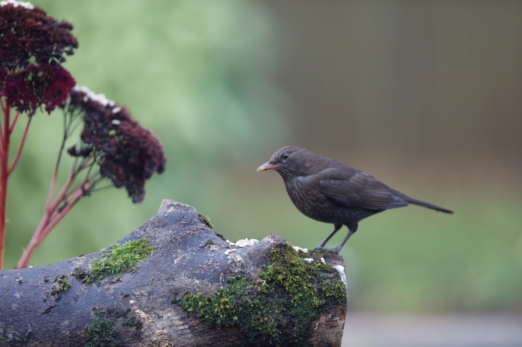 Male_Blackbird
