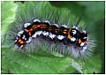 Brown_Tailed_Moth_Caterpillar.jpg