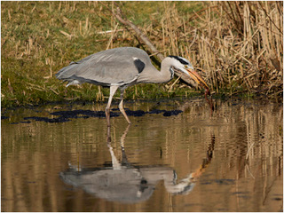 Gray_Heron_with_Frog_Haydn_Thomas_DPAGB_EFIAP.jpg