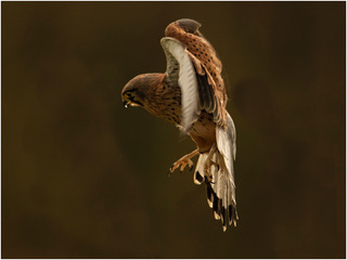 Kestral_in_Flight.jpg