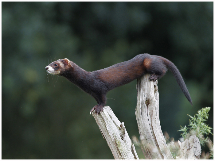 3_Polecat_Mustela_Putrous_Haydn_Thomas.jpg