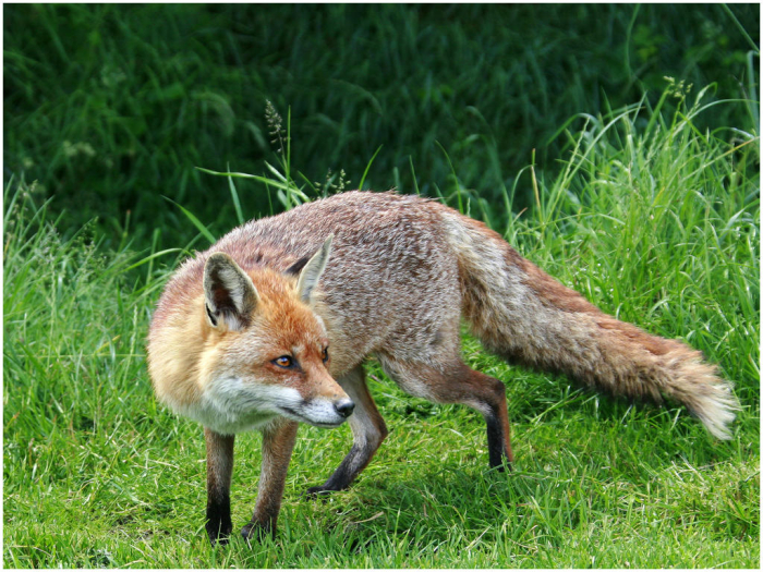 Fox_Vulpas_vulpas_NPS_11_Comp_5.jpg