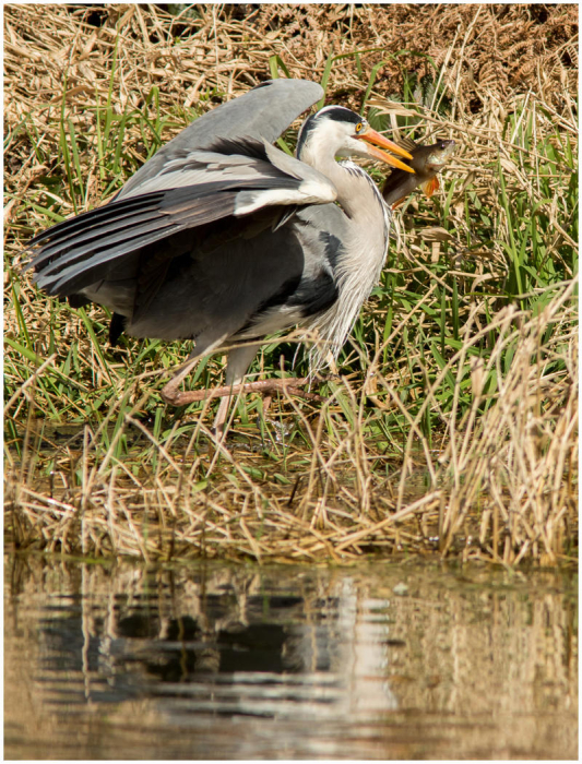 Grey_Heron_Ardea_cinerea__with_Catch-0068-Haydn_Thomas_DPAGB_EFIAP~0.jpg