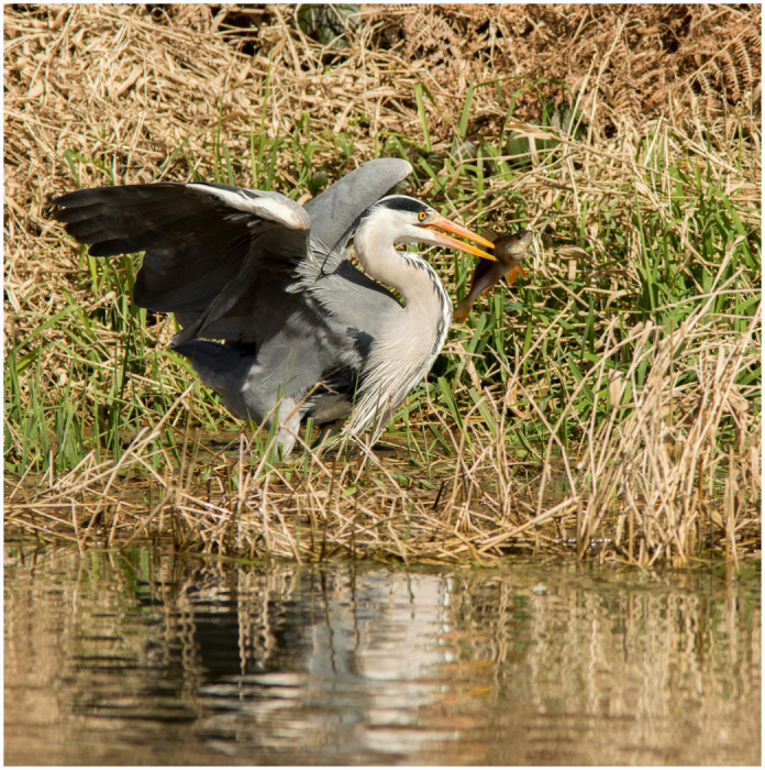 Grey_Heron_Ardea_cinerea_with_catch-Haydn_Thomas_DPAGB_EFIAP.jpg