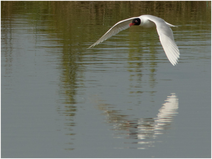 Gull_in_flight-Haydn_Thomas_DPAGB_EFIAP.jpg