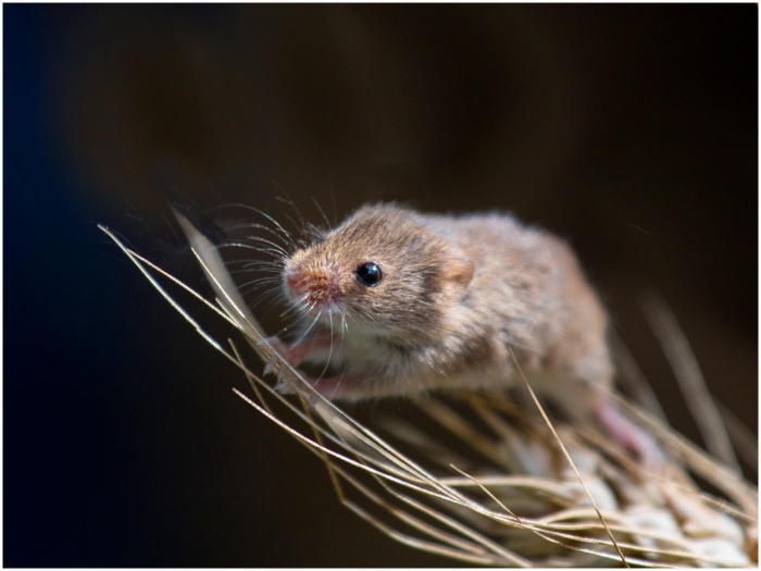 Harvest_Mouse_Haydn_Thomas_DPAGB_EFIAP.jpg