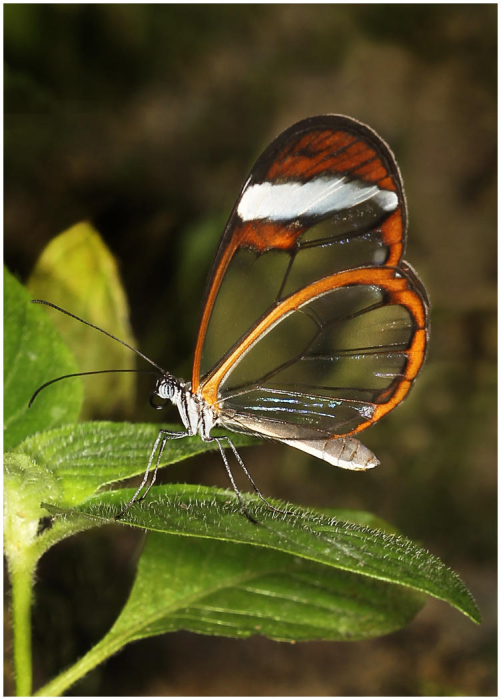 Lace_Wing_BF_copy.jpg