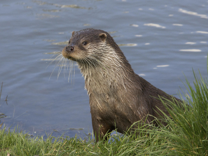 Otter_Lutra_lutra_1.jpg