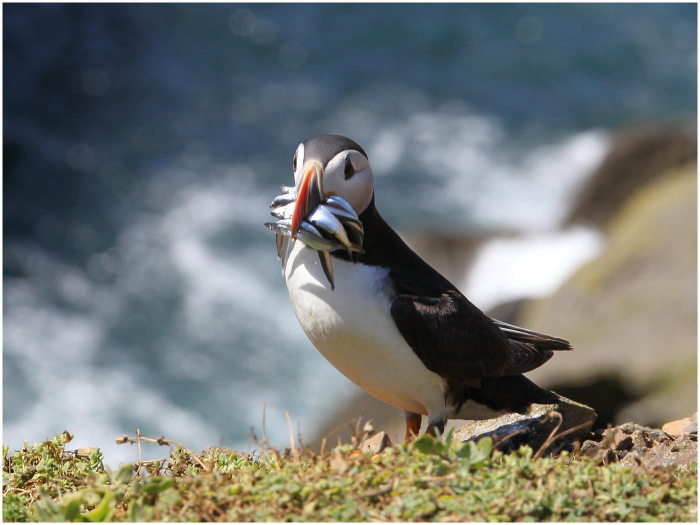 Puffins_with_catch-Haydn_Thomas_DPAGB_EFIAP.jpg