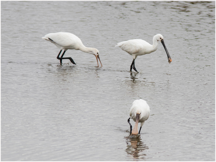 Three_Spoonbills_fishing.jpg