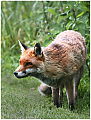 Fox_on_the_hunt~0.jpg