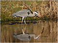 Gray_Heron_with_Frog_Haydn_Thomas_DPAGB_EFIAP~0.jpg