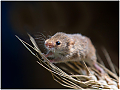 Harvest_Mouse_Haydn_Thomas_DPAGB_EFIAP.jpg