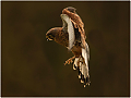 Kestral_in_Flight.jpg