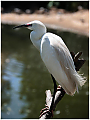 Little_Egret_Egretta_garzetta_-Haydn_Thomas_DPAGB_EFIAP.jpg