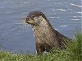 Otter_Lutra_lutra_1.jpg