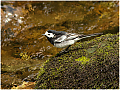 Pied_Wagtail_Moticilla_alba-Haydn_Thomas_DPAGB_EFIAP.jpg