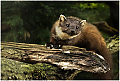 Pine_Marten_.jpg