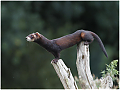 Polecat-Haydn_Thomas_DPAGB_EFIAP.jpg