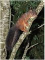 Red_Squirrel_-Haydn_Thomas_DPAGB_EFIAP.jpg
